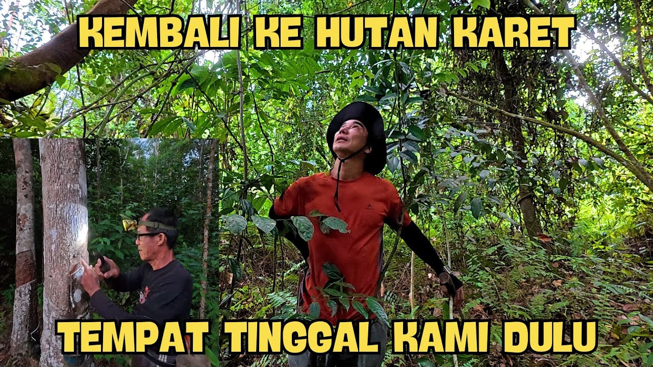 KEMBALI KE HUTAN KARET TEMPAT TINGGAL KAMI DULU !!