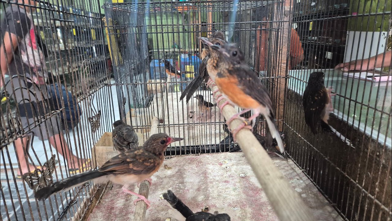 Datang Murai Medan TrotoL PastoL Mulai 160k Saja, Juga Trima Setor 089628101130