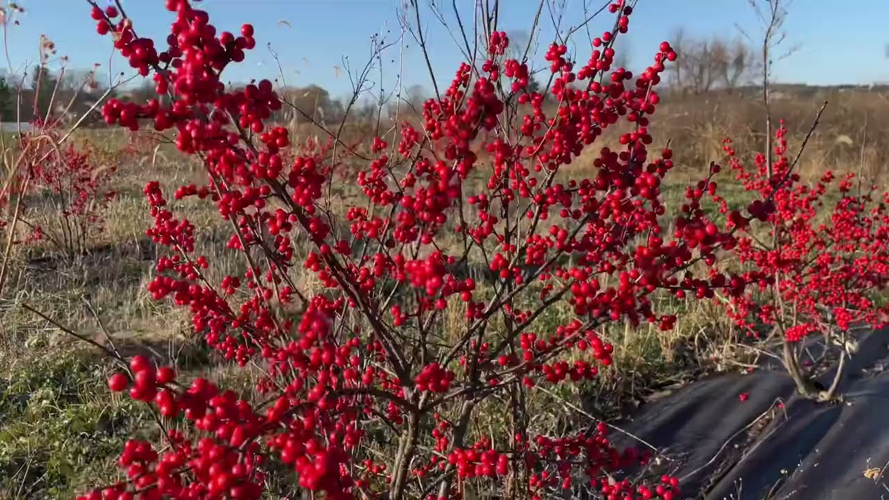 Growing Winterberry - our first harvest!