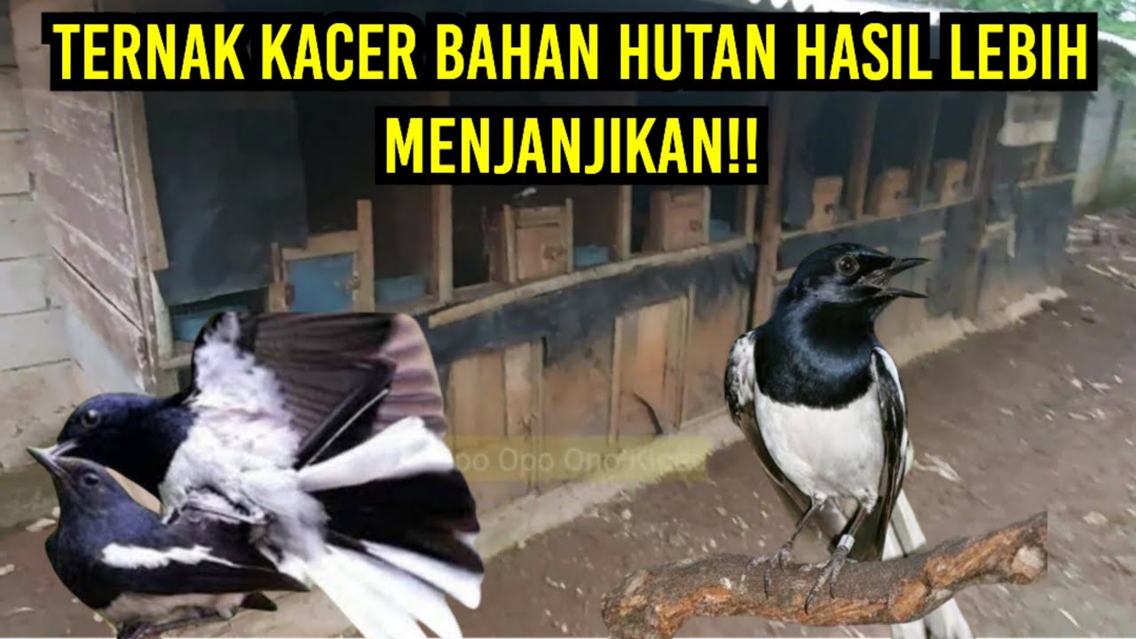 Beternak Burung Kacer Bahan Hutan Tapan EF Pakan Tambahan⁉️Hasil Lebih Menjanjikan‼️