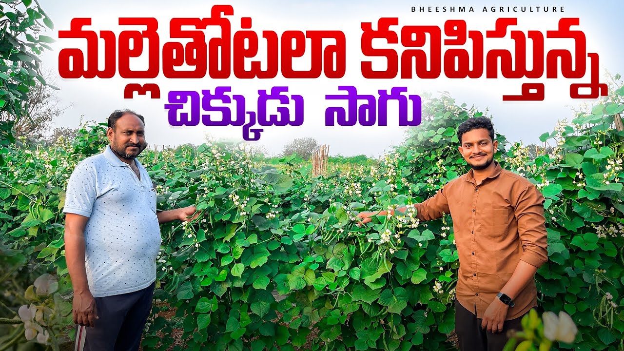 30 వేల పెట్టుబడితో సంవత్సరమంతా చిక్కుడు సాగు | టన్నుల దిగుబడి | Broad Bean Farming High Profit Tips
