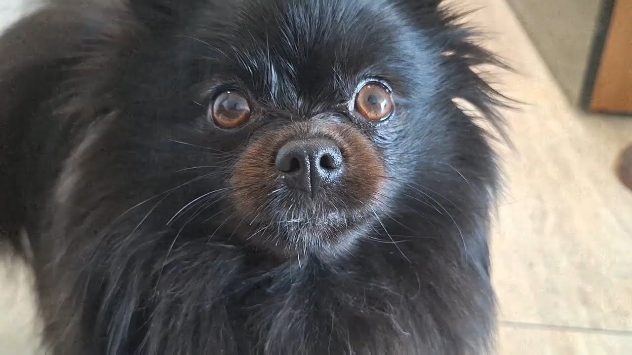 Liby-Vyuga persönlich. 🫶 #pomeranian 
