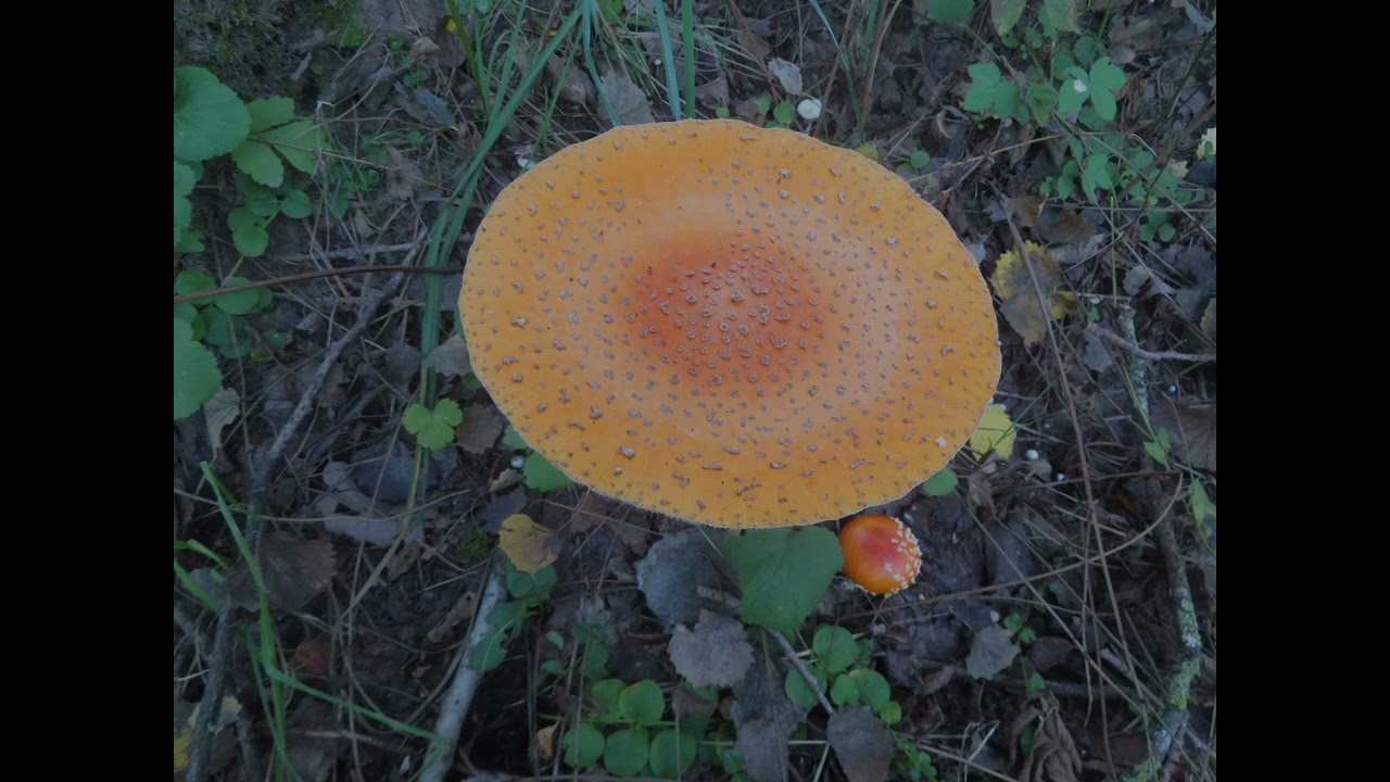 Herbstschönheiten