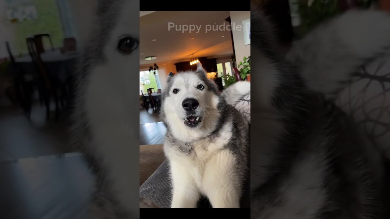 Huskies Having Husky Moments 🥰 P19