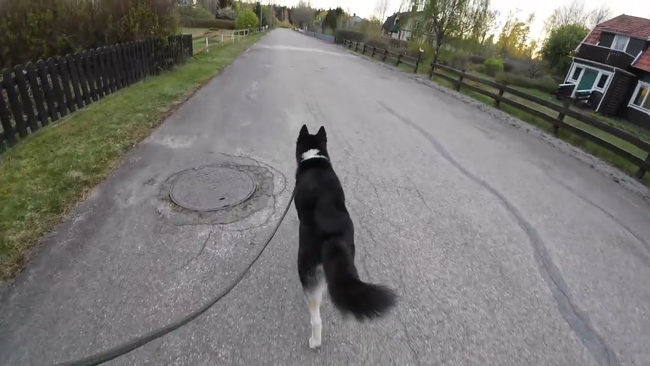 Another attack, See my husky reaction!