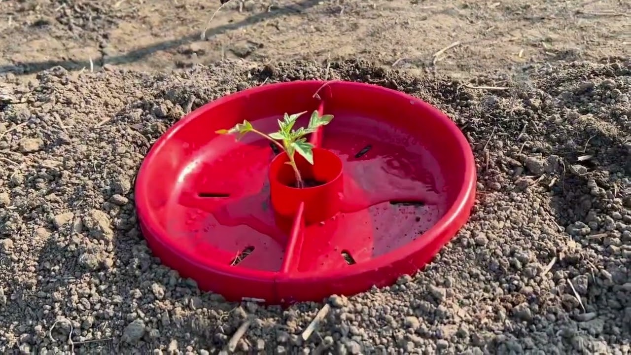 Tomato Crater, #1 garden tool for growing tomatoes