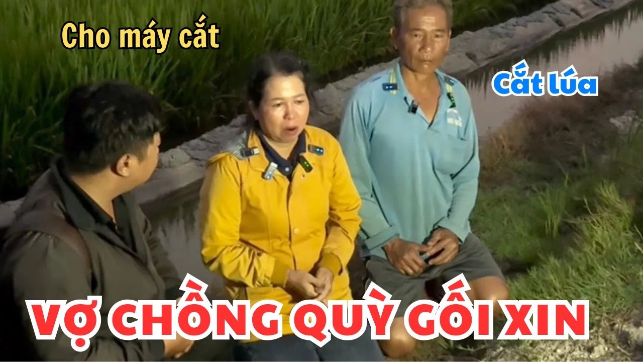 Hai vợ chồng nông dân lúa đến ngày cắt mà người ta không cho vào cắt hai vợ chồng quỳ gối xin