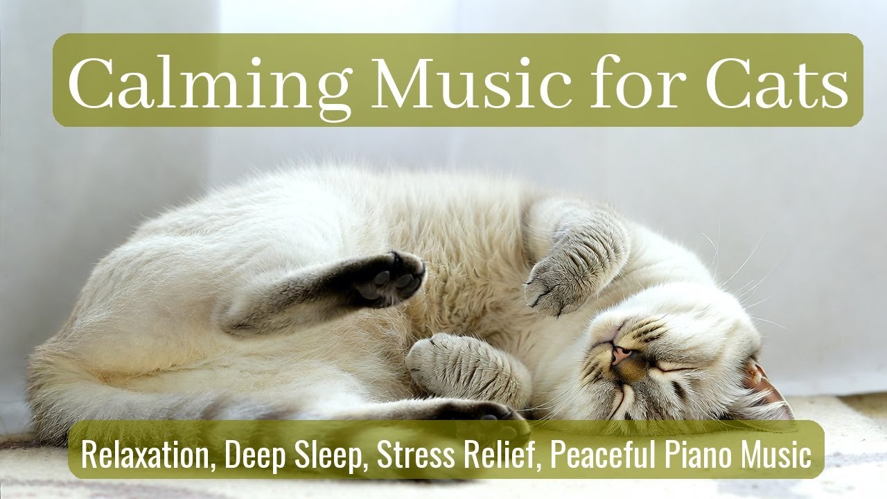 LIVE Cute Sleeping Cat That Feels Comforting 😌 | Season 26