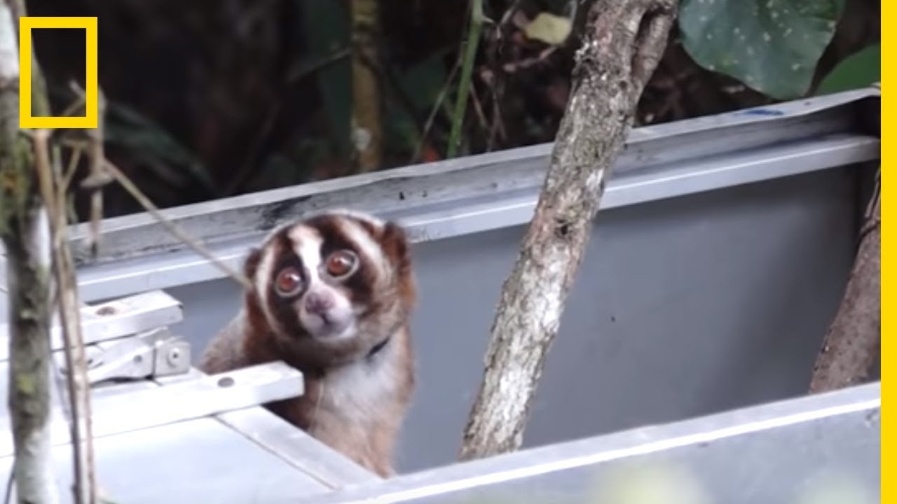 Libération de 20 loris de Java qui avaient été capturés par des braconniers