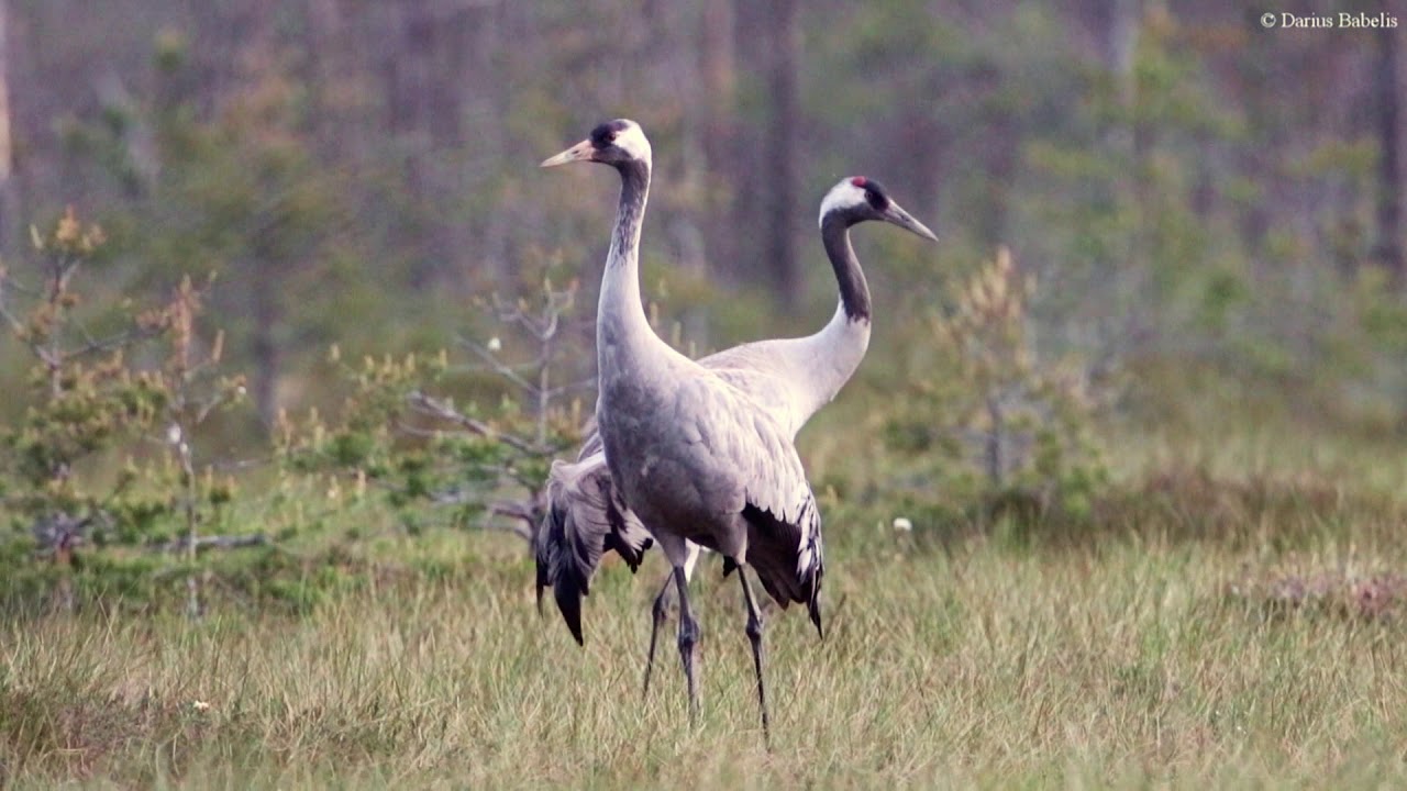 Pilkosios gervės (Grus grus)