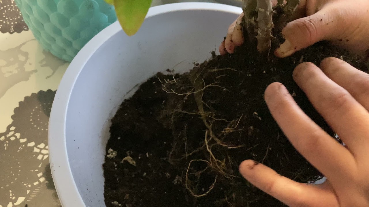 Dikenler tacı budama çoğaltma ve bakımı nasıl olur?