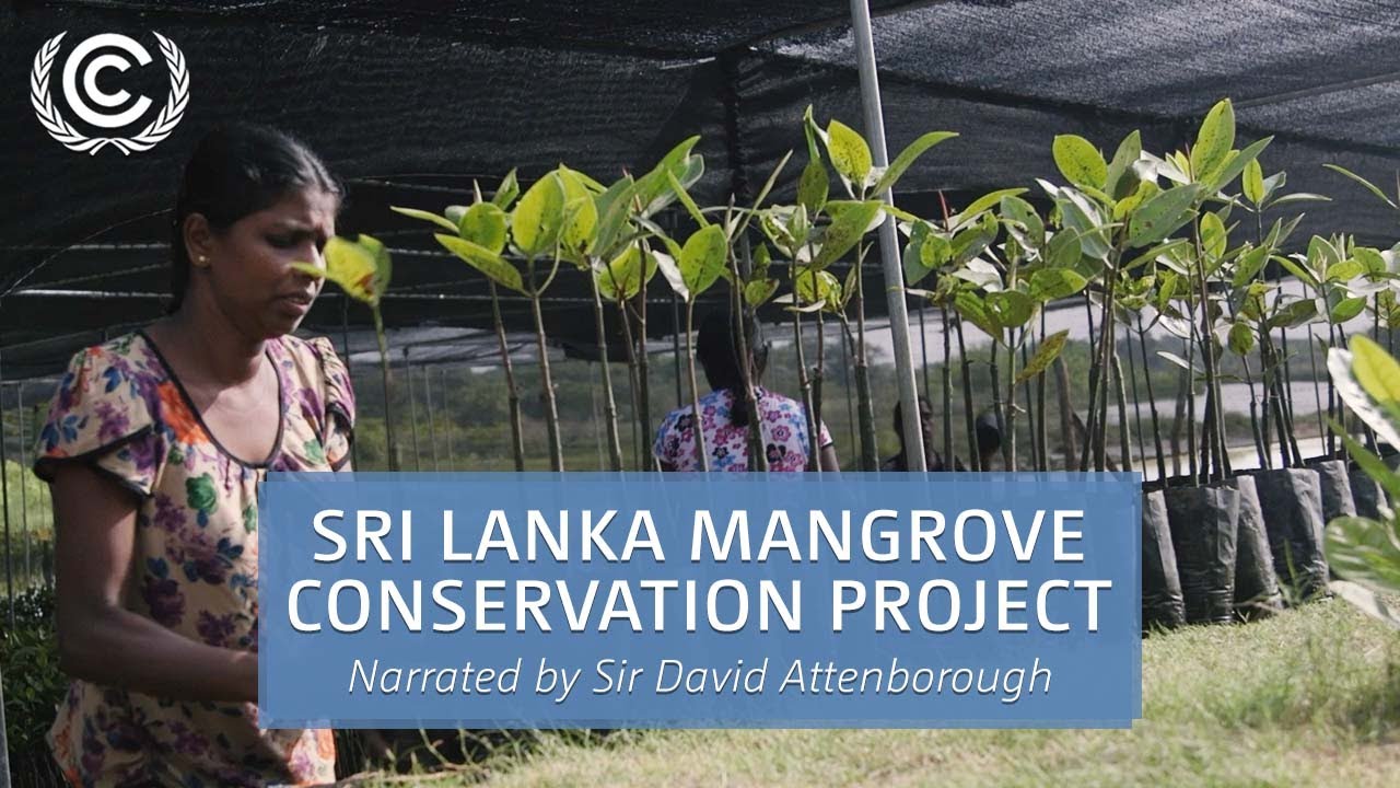 Sri Lanka Mangrove Conservation Project | Narrated by Sir David Attenborough | UN Climate Change