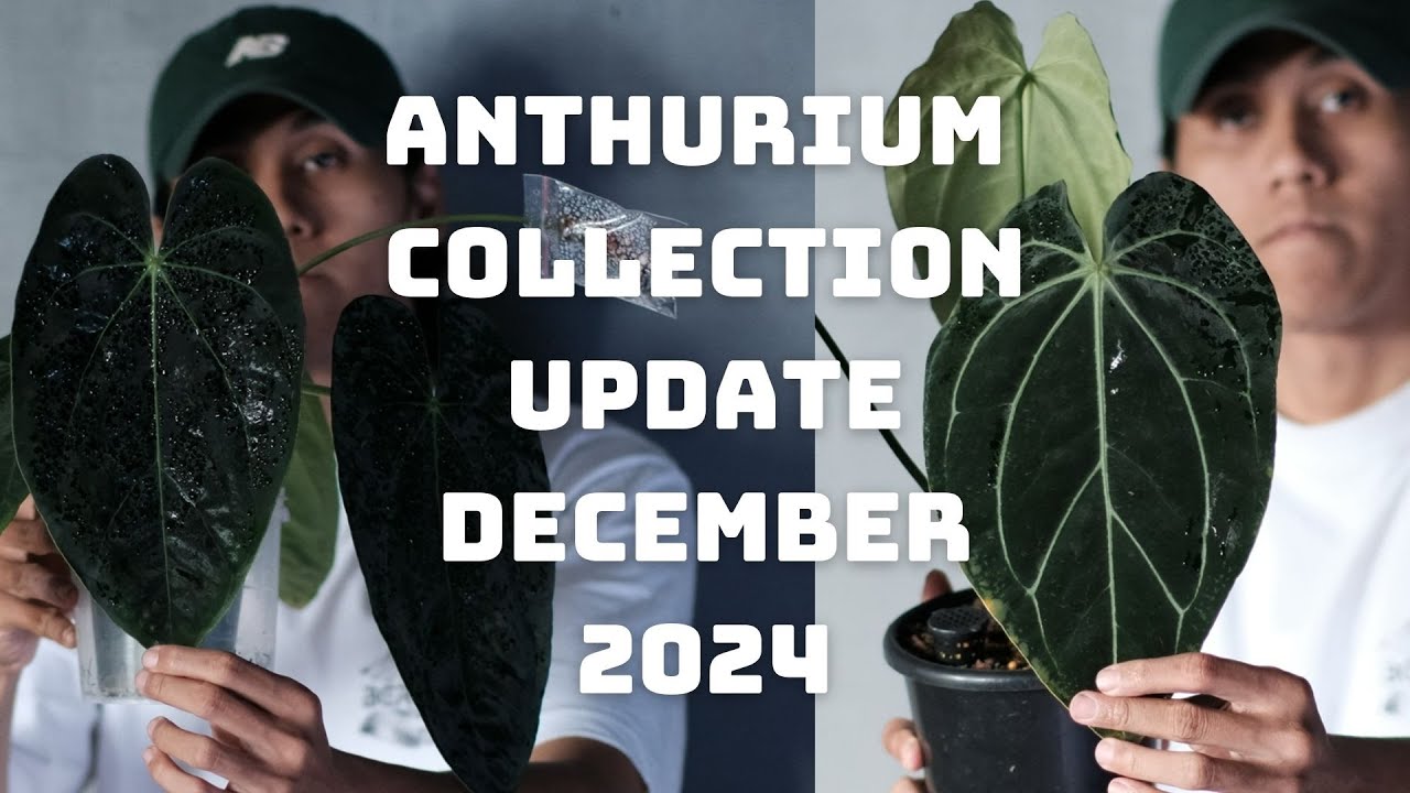 Anthurium collection : December 2024