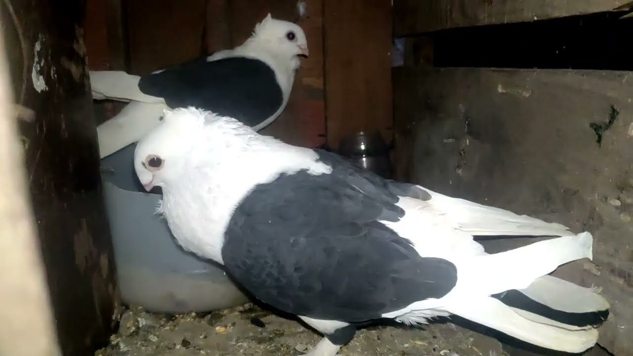 توليعة في الحمام خفيف ظريف 😱😯 أو احسن توليعة الحمام 