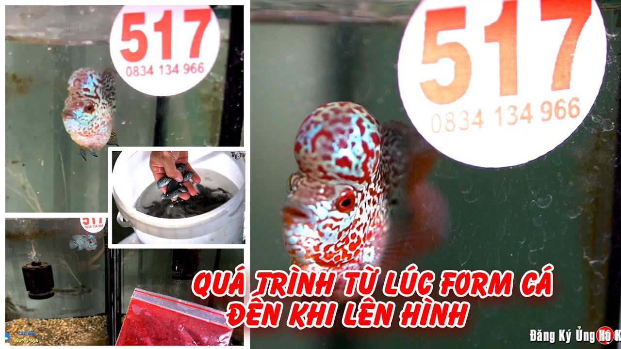Quá Trình Phát Triển Từ Khi Vào Hồ Form | Thức Ăn Như Thế Nào | Cơ Sở Cá La Hán Lân Bùi.