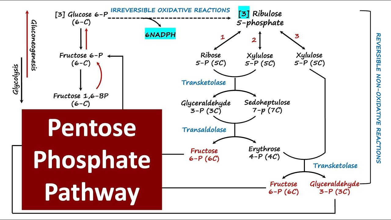 Pentose Phosphate Pathway | Hexose Monophosphate Pathway | Metabolism