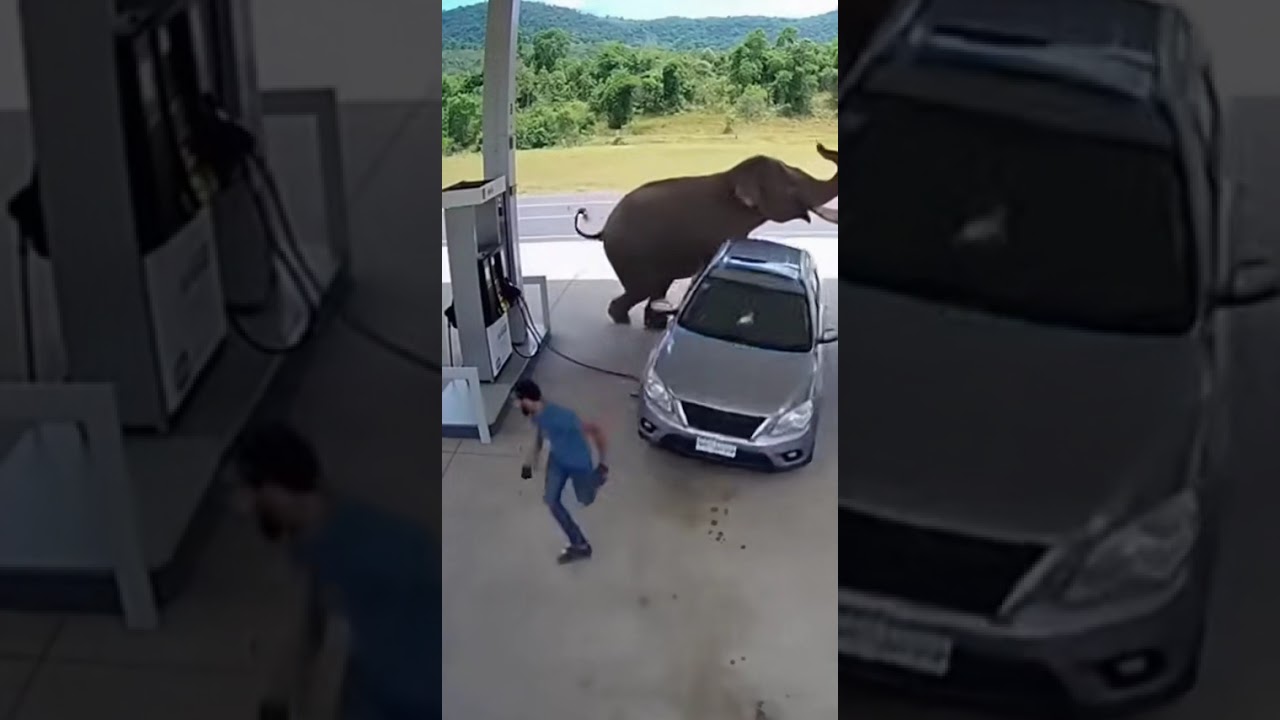 Petrol Pump Turns Into Chaos 😱 | Wild Elephant Rams SUV on CCTV