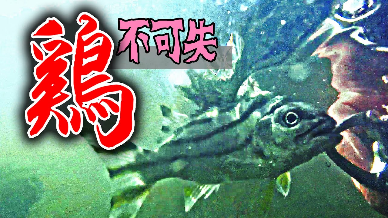 多年來的花身雞魚完整攻略..超簡單10分鐘快速入門..釣到斷竿..路亞教學入門[阿宏釣魚日記]
