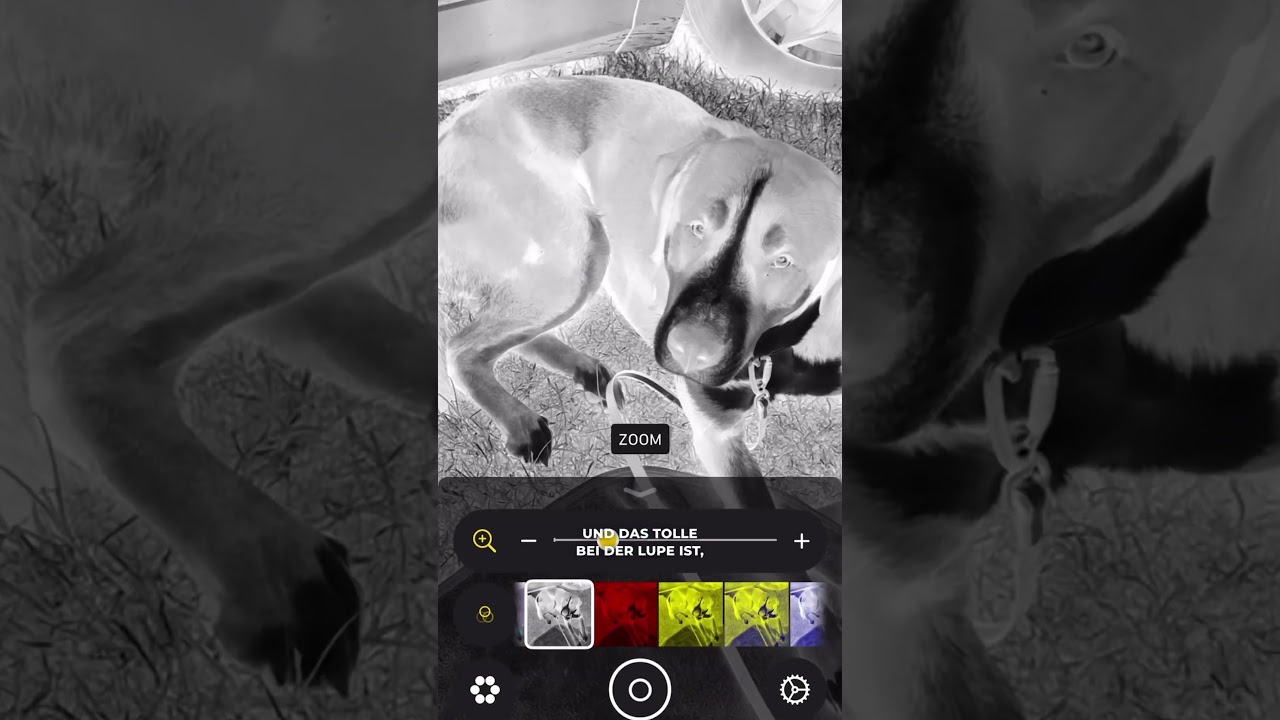 Zecken beim Hund leichter finden mit der App Lupe auf dem iPhone ￼