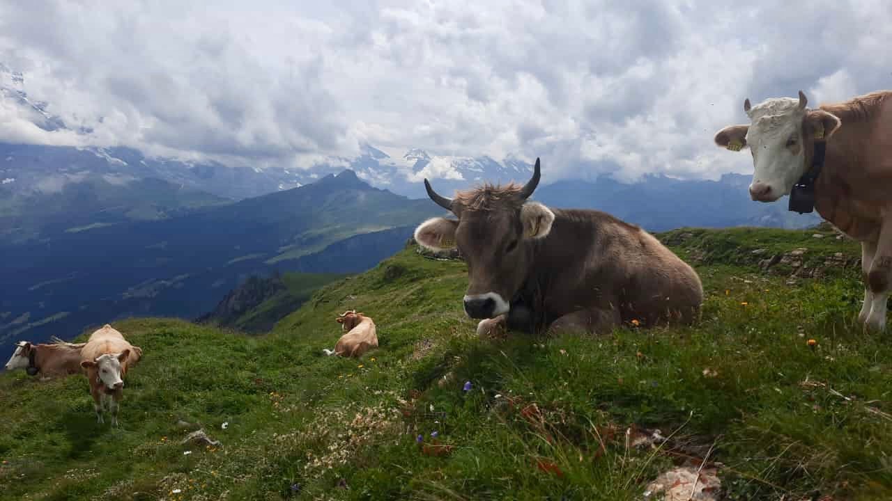 Alpsommer 2023, Bussalp, Grindelwald BE, Switzerland