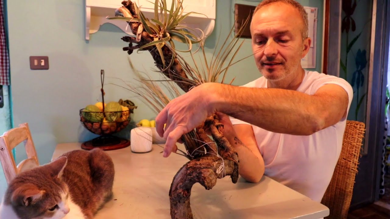 Tillandsia - Scegliere i supporti giusti