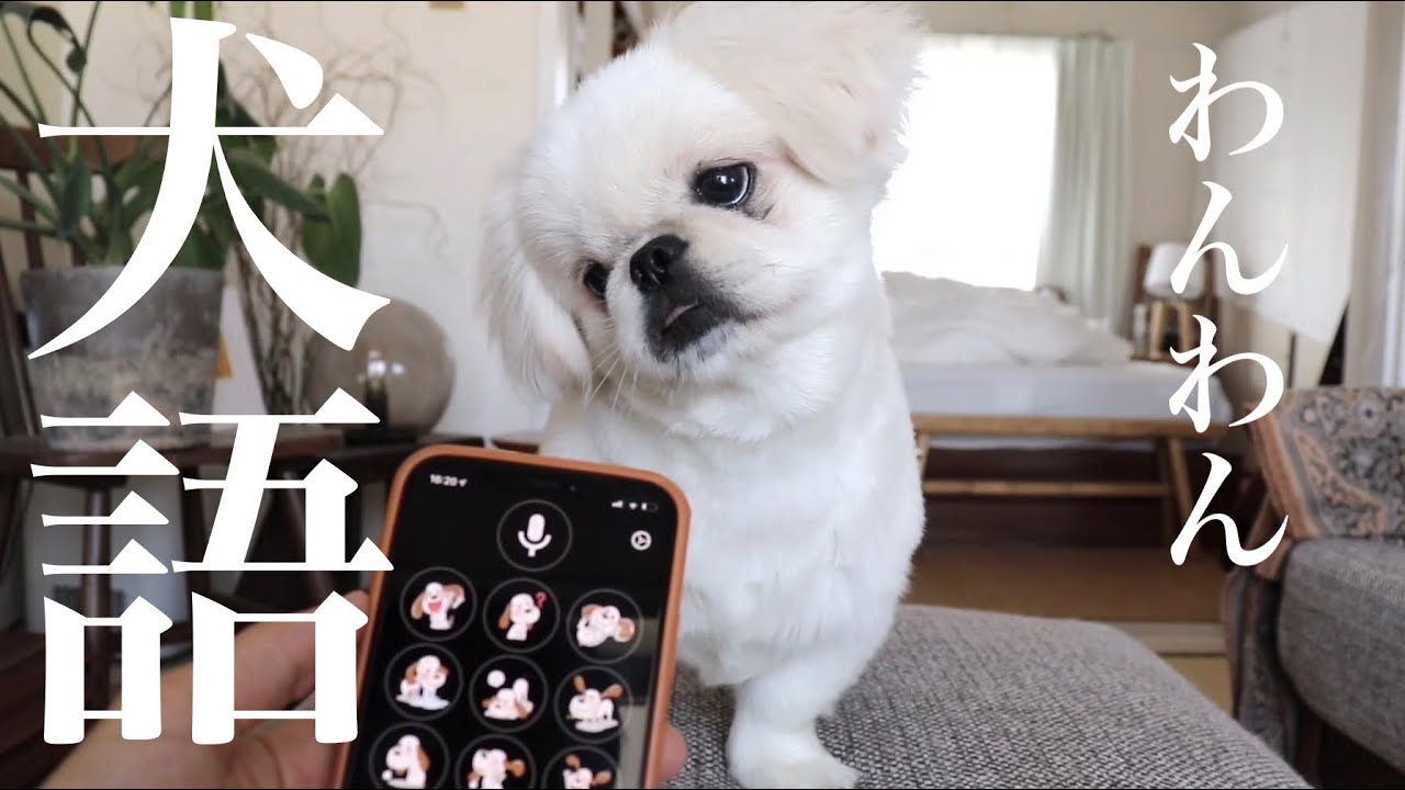 ハイテク犬語アプリに圧倒される子犬ペキニーズ【ムーチョ】