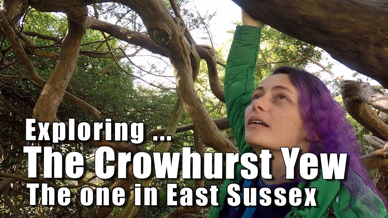 Walks in England: The Crowhurst Yew in Sussex