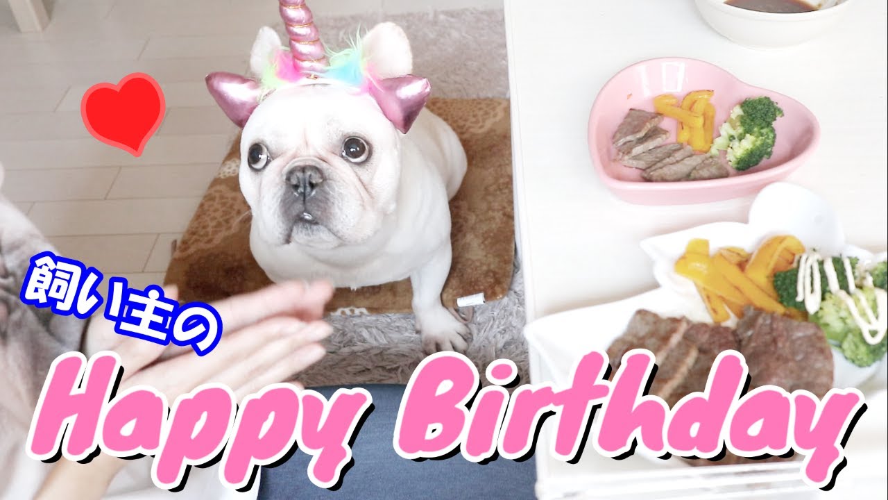 一人暮らし独身女性、愛犬と質素なお誕生日パーティーした【フレンチブルドッグ frenchbulldog】