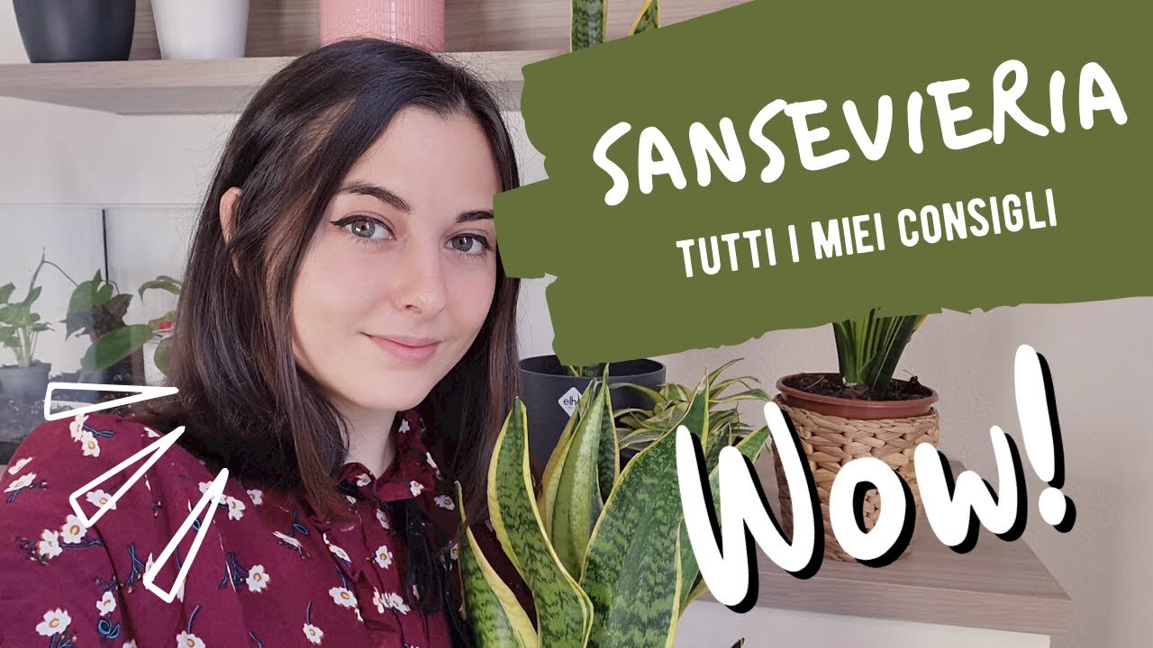 SANSEVIERIA: Cura e coltivazione // semplici consigli per i pollici più neri