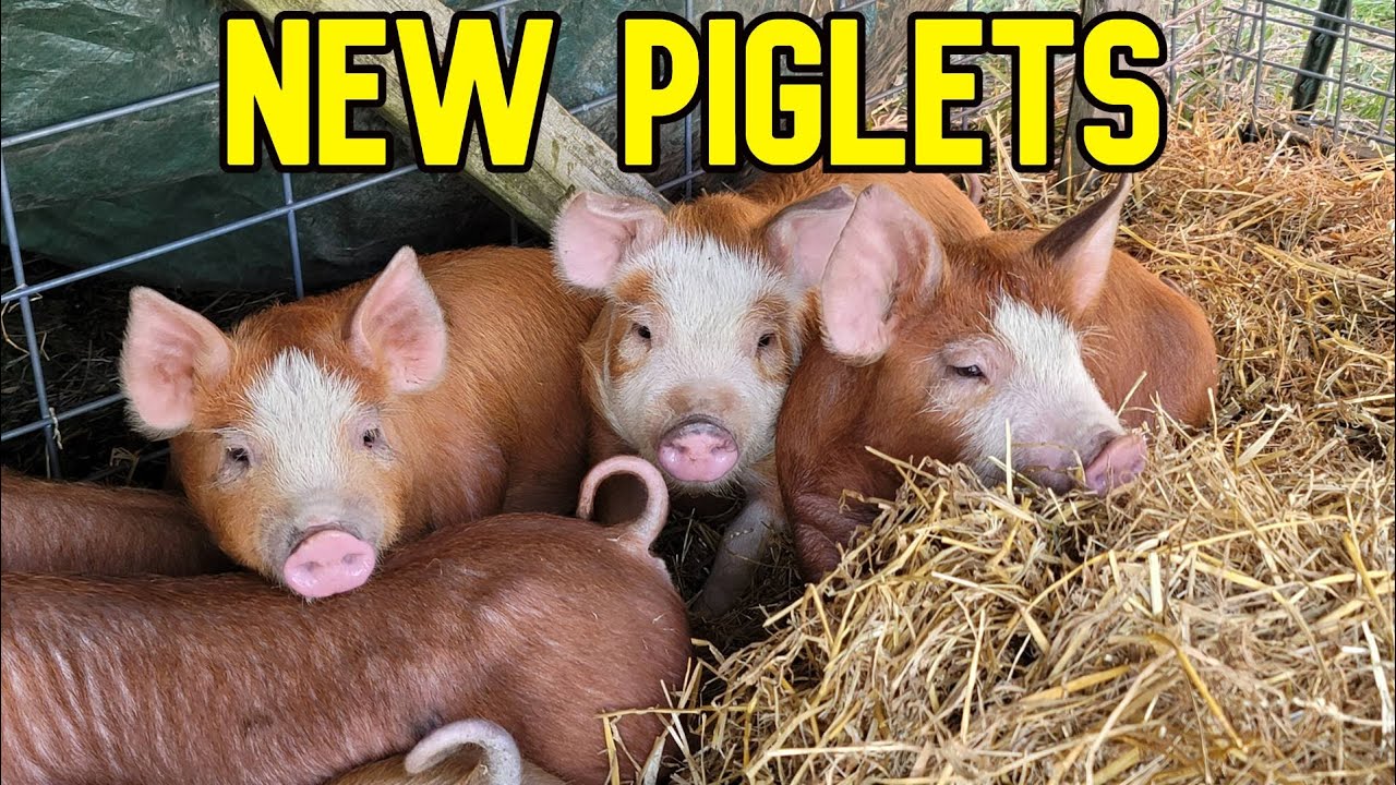 New Hereford Piglets On The Homestead - #hereford #berkshire cross