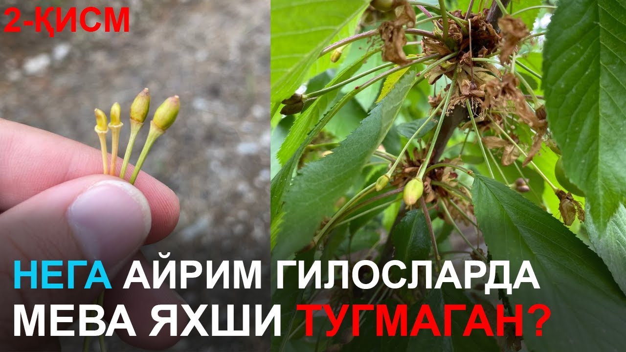 Нега айрим гилосларда мева яхши тугмаган?