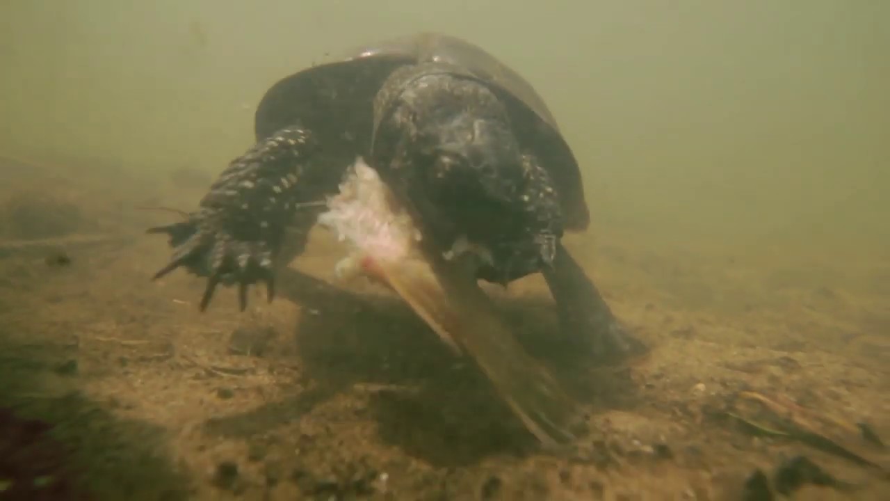 Chasse en eau trouble