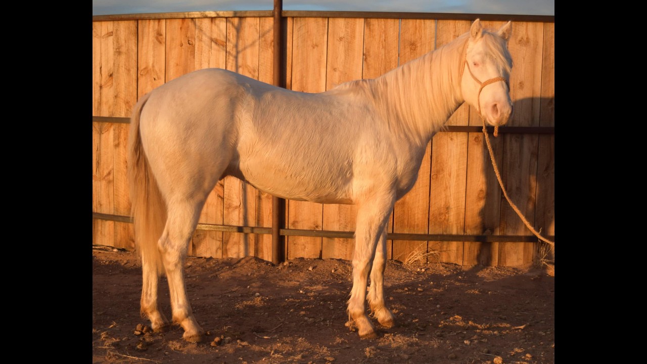 AQHA 2022 Cremello Colt - Unavailable