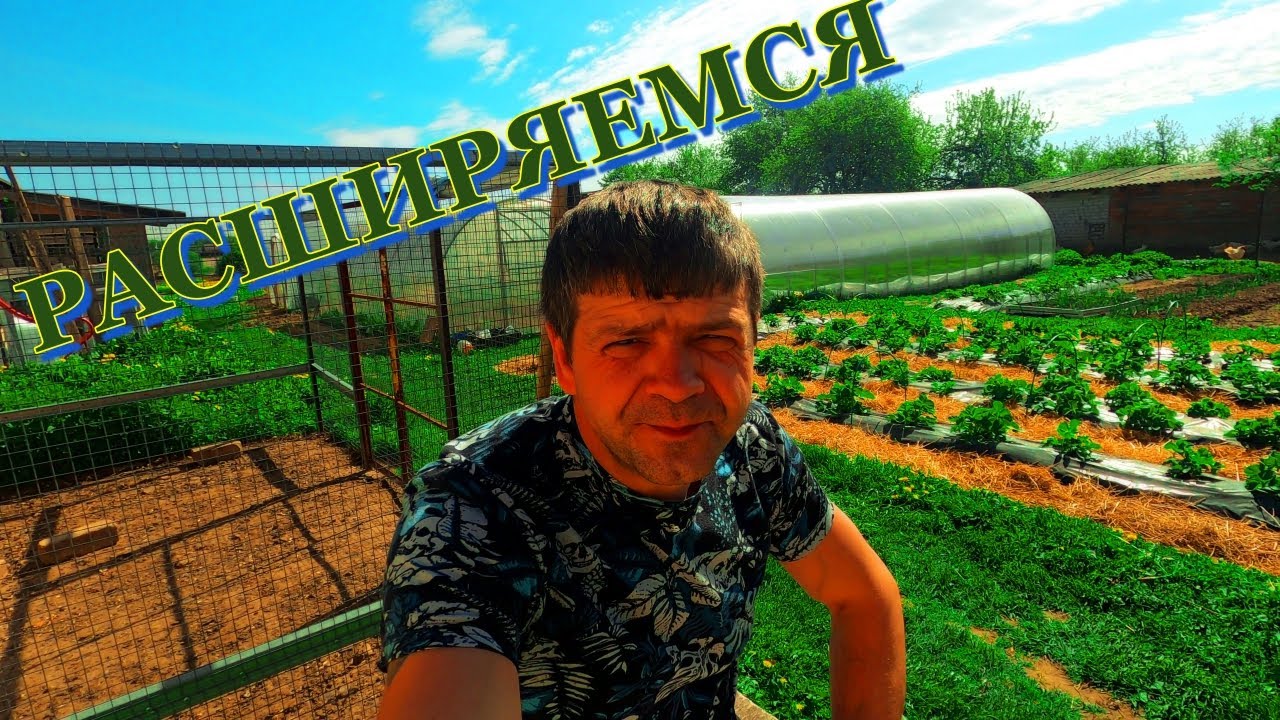 Что стало с клубникой?!? Взяли земельный участок в аренду - для дальнейшего заработка!
