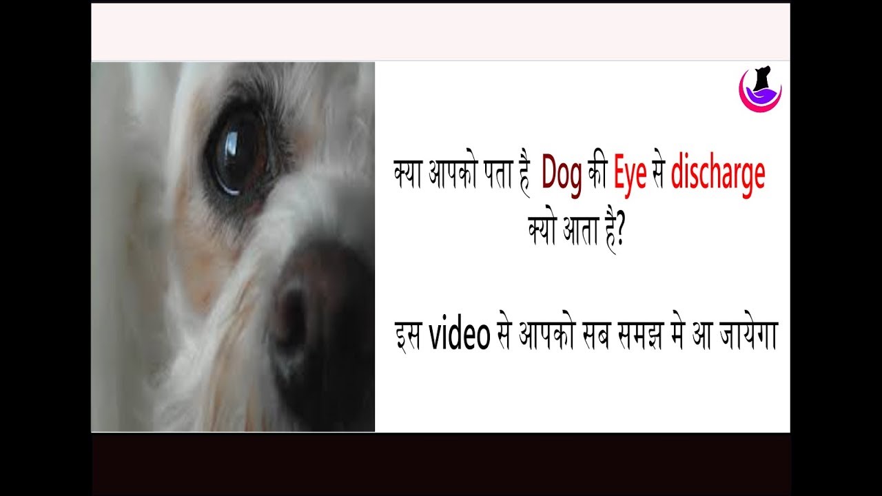 Dog Eye Care( in Hindi )