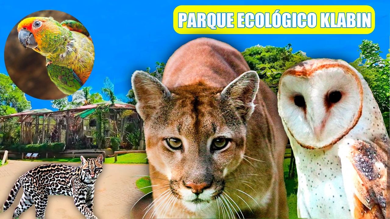 Como o Parque Ecológico Klabin Está Salvando Espécies Ameaçadas! - Chocmaster Visita