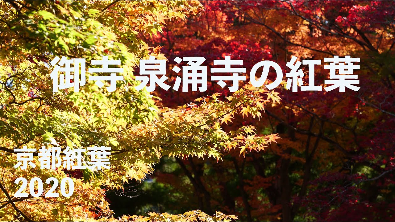 「御寺 泉涌寺の紅葉」京都の穴場的紅葉の名所　2020/11/15