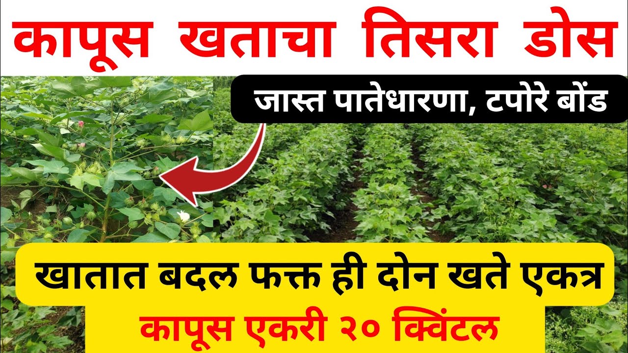 कापसाचे दुप्पट उत्पादन फक्त तिसऱ्या डोस मध्ये ही दोन खते द्या / kapus khat vyavasthapan