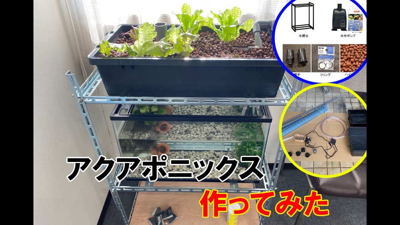【アクアポニックス】自作してみた