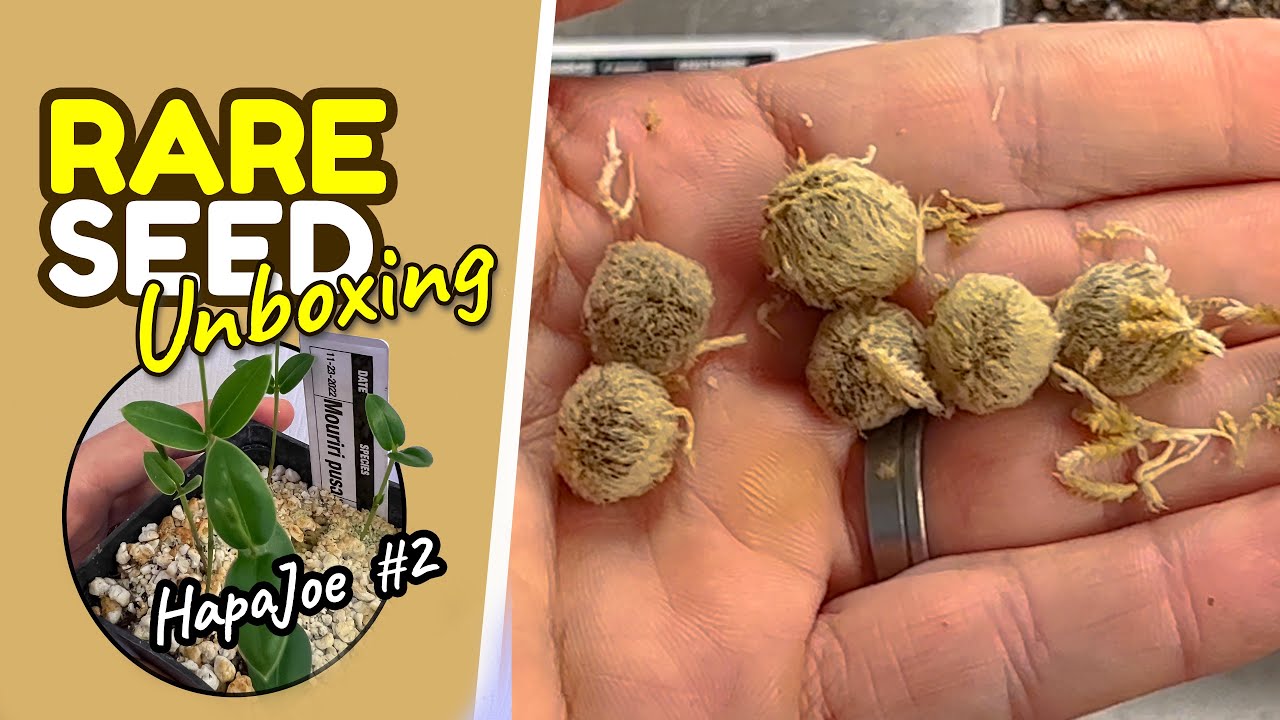 Rare fruit seed unboxing from HapaJoe Nursery #2 + germination update at the end