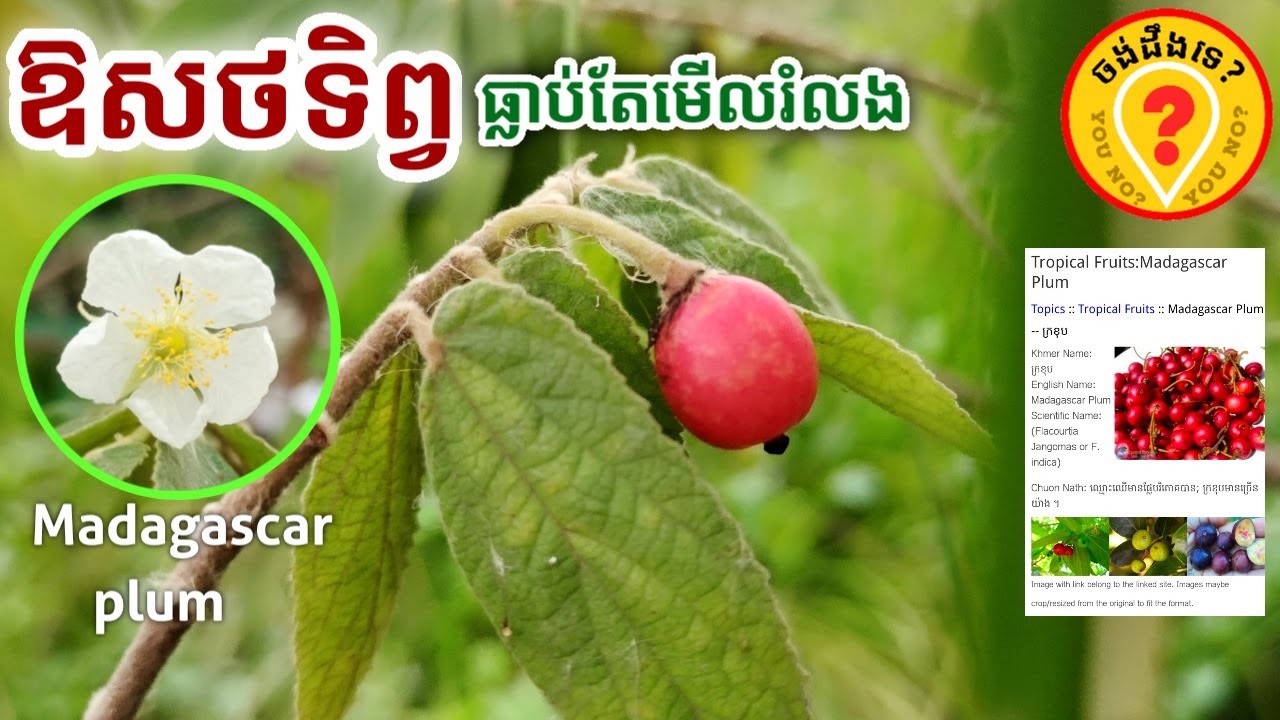 Advantages of Madagascar Plum អត្ថប្រយោជន៍របស់ក្រខុម
