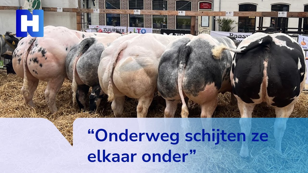 Wie heeft de beste koe op Paasvee?