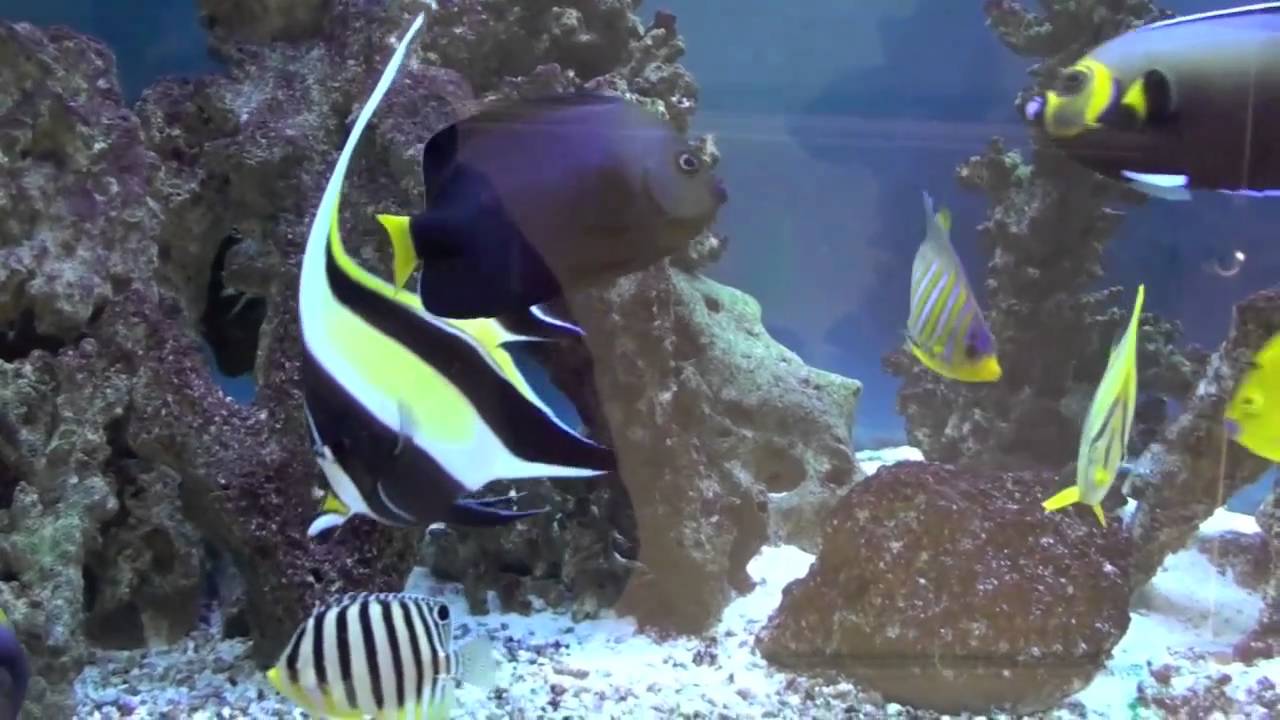 Marine Angelfish Tank 2011