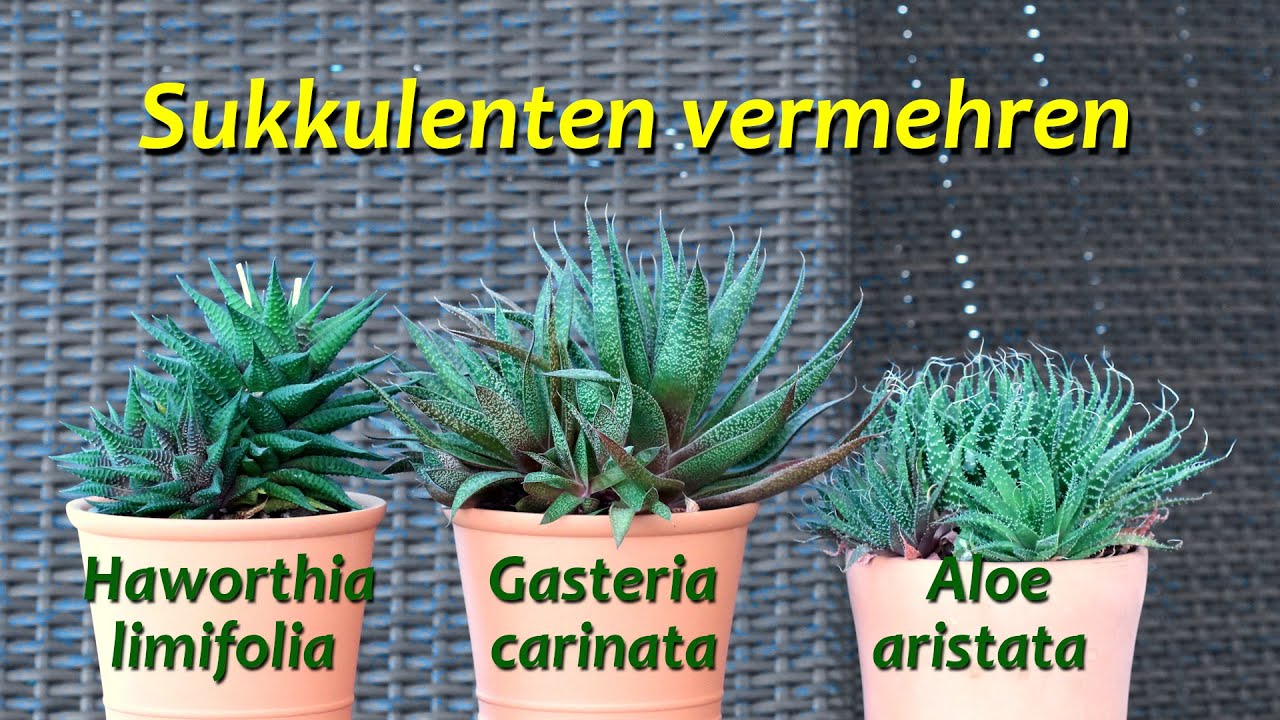 Sukkulenten vermehren