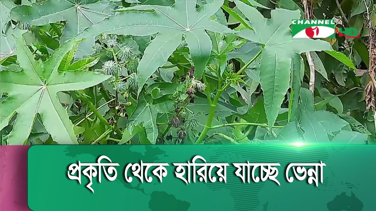 হারিয়ে যাচ্ছে ঔষধি ও ভেষজ গুণের ভেন্না