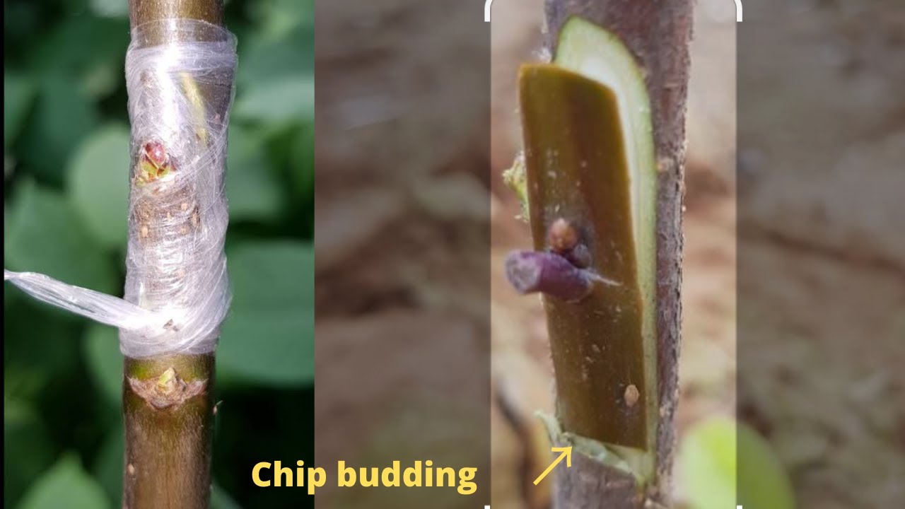 Chip Budding| How to chip budding |Apple tree chip budding Apple tree on chip budding video
