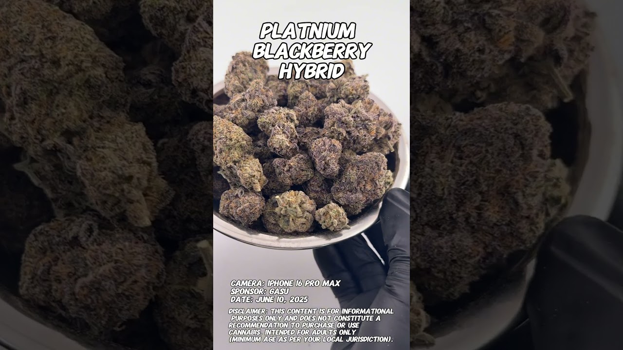 Platinum Blackberry | Gasu Sponsored | Strain Spotlight
