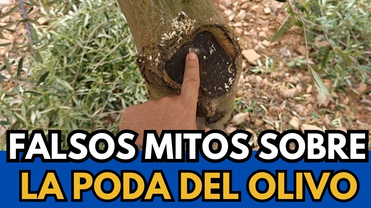 🟥 ¿Hasta Cuando se Puede Podar el Olivo?