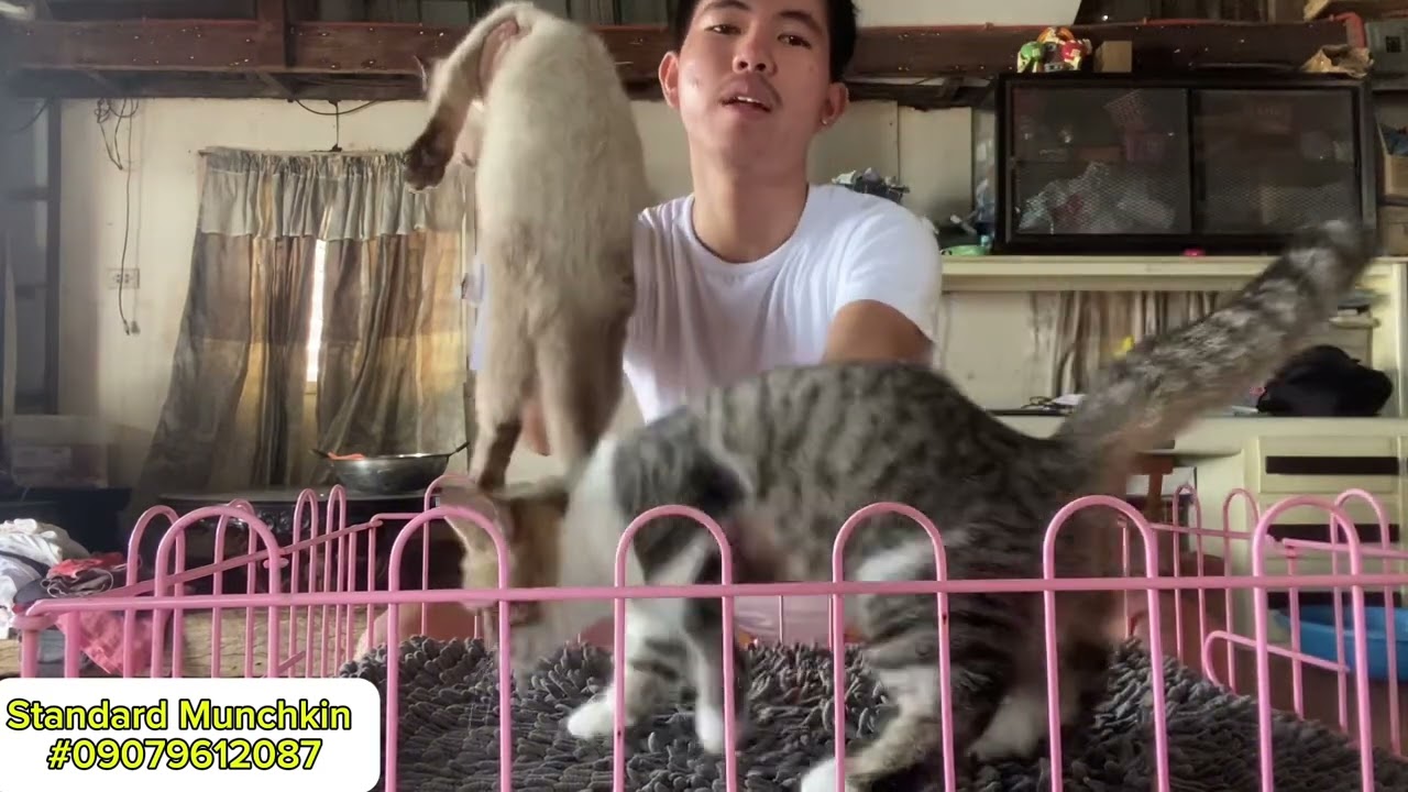 Bocaue Pet Market Standard Munchkin / British Long hair