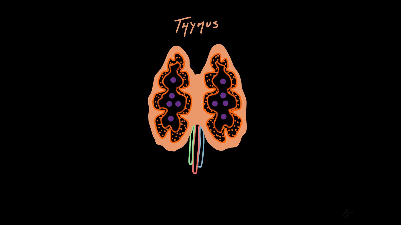 3.1 Thymus
